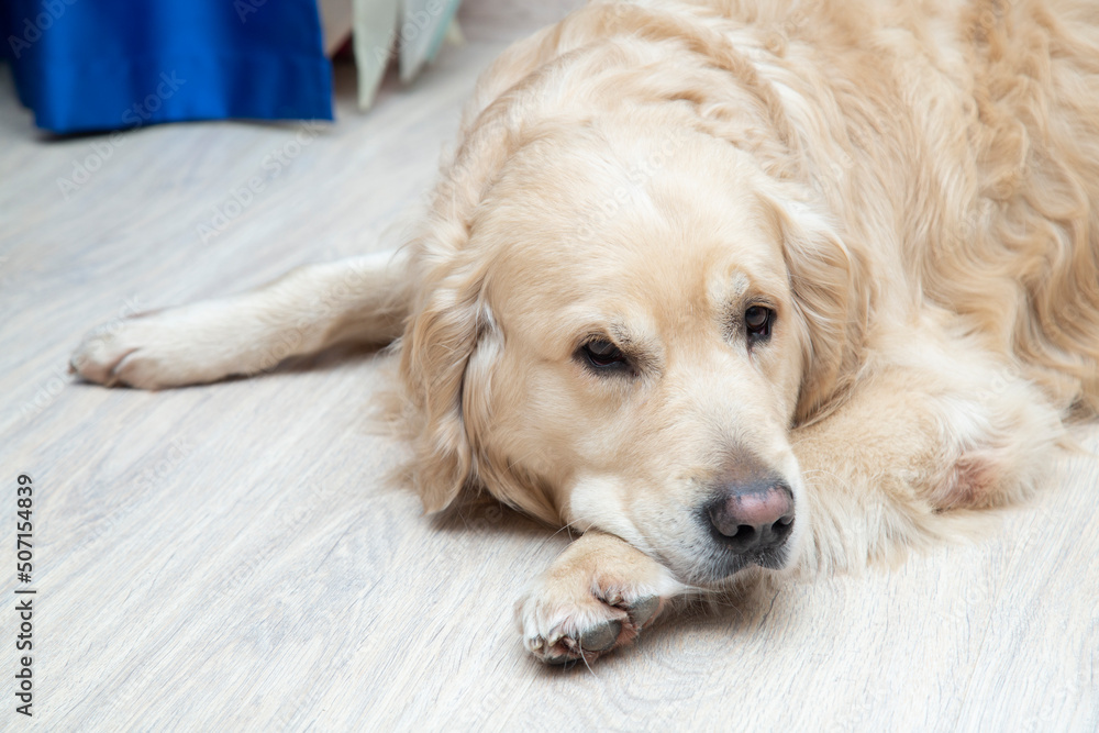Underfloor heating in the apartment.The dog, a Golden Retriever, is lying on a warm floor. Underfloor heating in the apartment.The dog, a Golden Retriever, is lying on a warm floor.