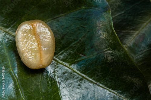 Três Pontas, Minas Gerais, Brasil: Fruto, Semente e a folha de café photo