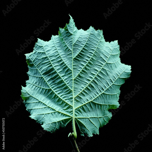 Wallpaper Mural Green leaf isolated on a black background Bottom side with veined pattern.  Torontodigital.ca