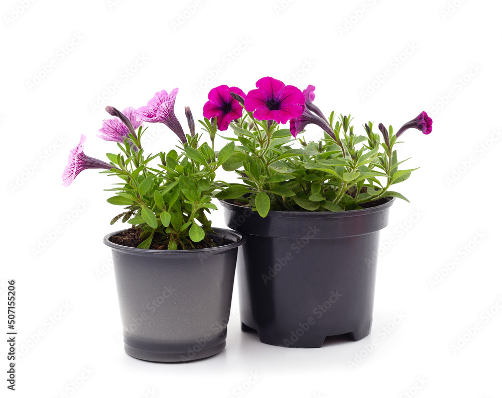 Red and purple petunia in pots. Red and purple petunia in pots.