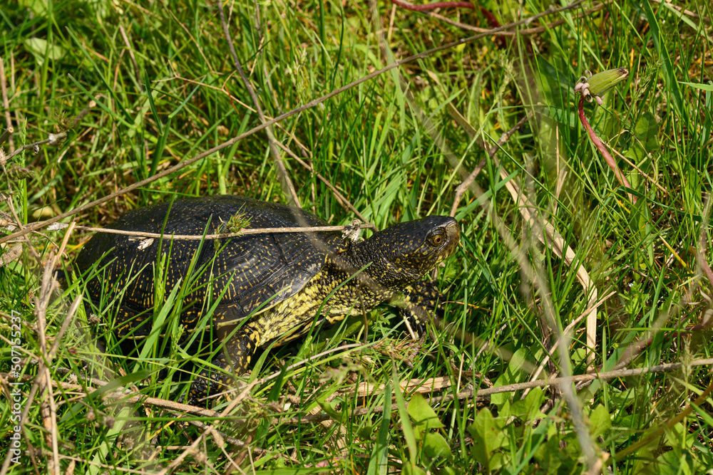 Cute turtle on green grass in summer time