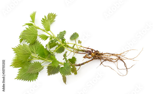 Canvas Print Sprig of nettle with roots.