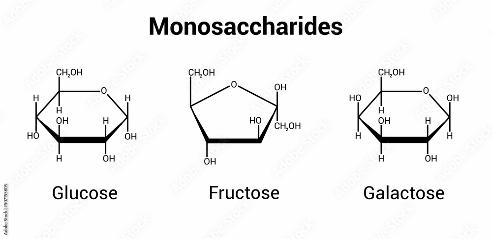 glucose fructose and galactose monosaccharides (simple sugars) Stock Vector