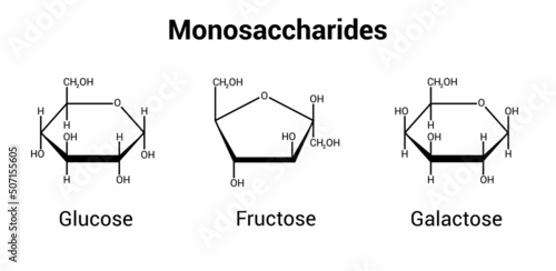glucose fructose and galactose monosaccharides (simple sugars) photo