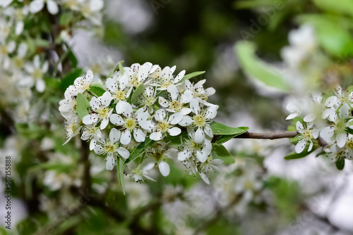 wild fruit trees and wild pear tree flowers