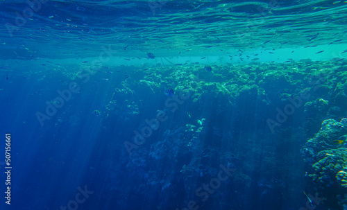 underwater photography of fish, diving at Egypt  © Anna Ivanovska