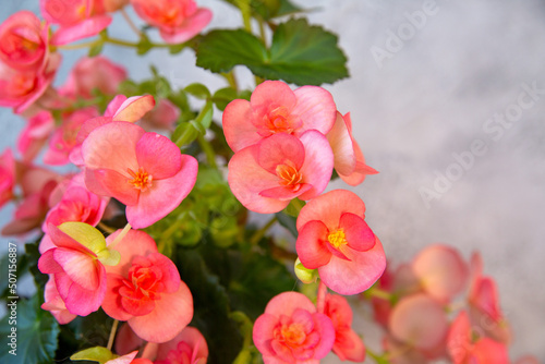 Beautiful blooming pink begonia. Home plants  hobby  floriculture.