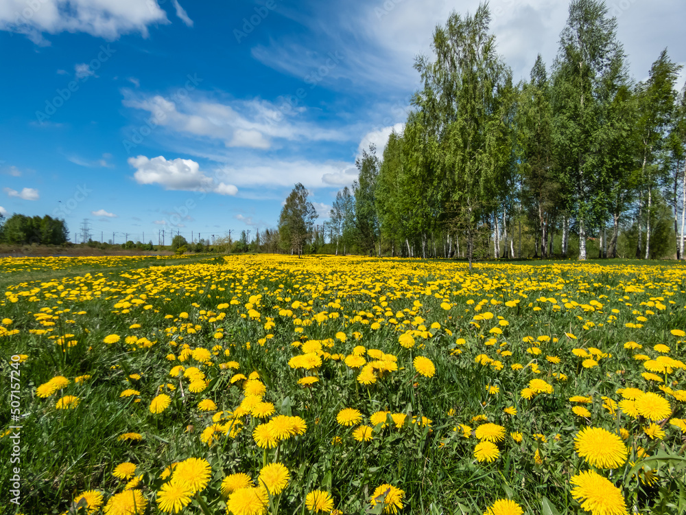Landscape of yellow dandelions (Lion's tooth) flowering in the big field of flowers with green grass and yellow dandelions with horizon and blue sky