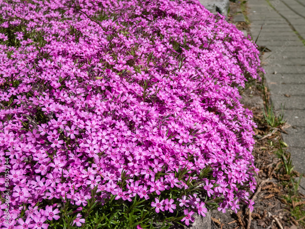Close-up shot of pink creeping phlox (Phlox subulata x douglasii) 'Zwergenteppich' flowering with pink flowers with red eye in garden forming a dense mat in spring Close-up shot of pink creeping phlox (Phlox subulata x douglasii) 'Zwergenteppich' flowering with pink flowers with red eye in garden forming a dense mat in spring