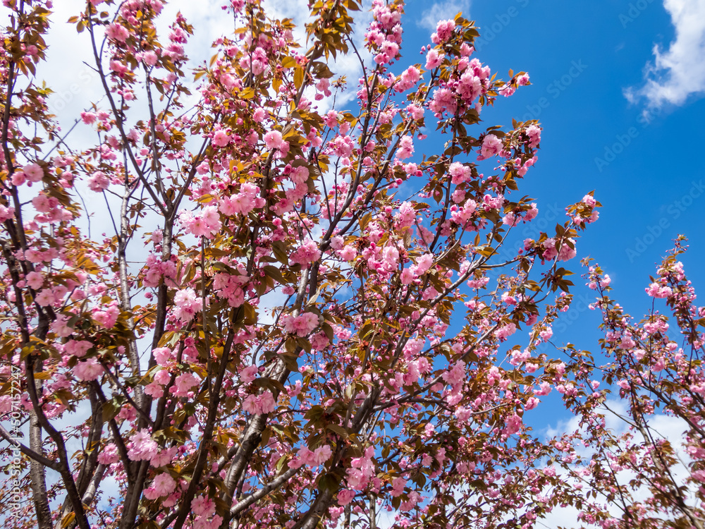Beautiful, pink cherry blossoms of the Japan pink sakura flowers flowering on the branches and stems of a cherry tree under a blue sky. Delicate spring floral background Beautiful, pink cherry blossoms of the Japan pink sakura flowers flowering on the branches and stems of a cherry tree under a blue sky. Delicate spring floral background