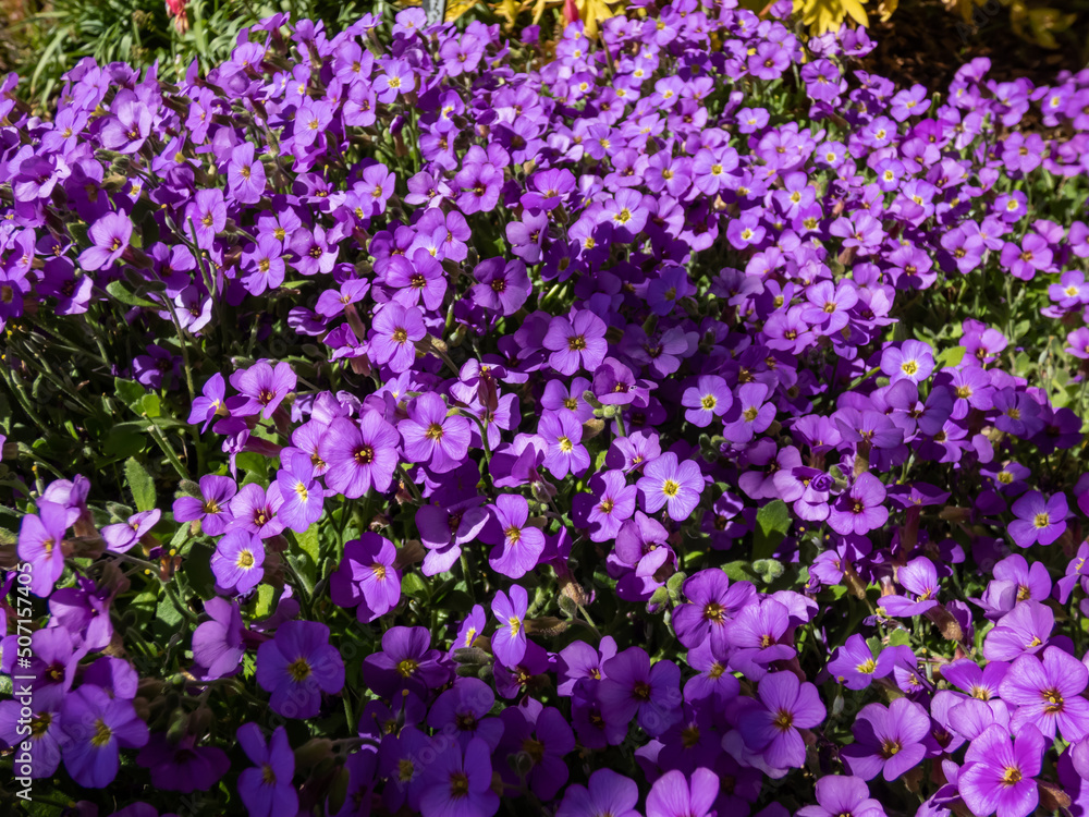 Macro shot of delicate, ornamental, evergreen plant rock cress (Aubrieta x cultorum) 'Blue Emperor' with small blue - purple flowers forming carpet in garden Macro shot of delicate, ornamental, evergreen plant rock cress (Aubrieta x cultorum) 'Blue Emperor' with small blue - purple flowers forming carpet in garden