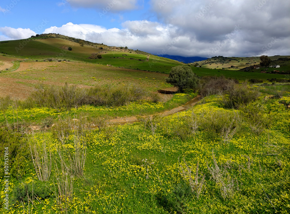Fototapeta premium Meadows in springtime