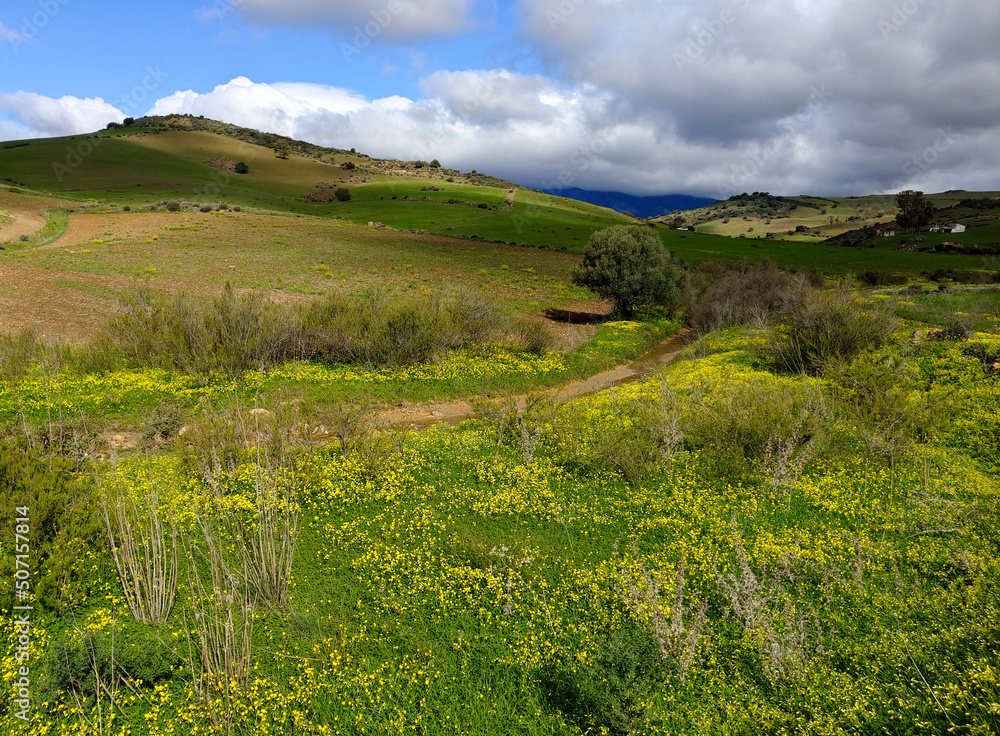 Meadows in springtime