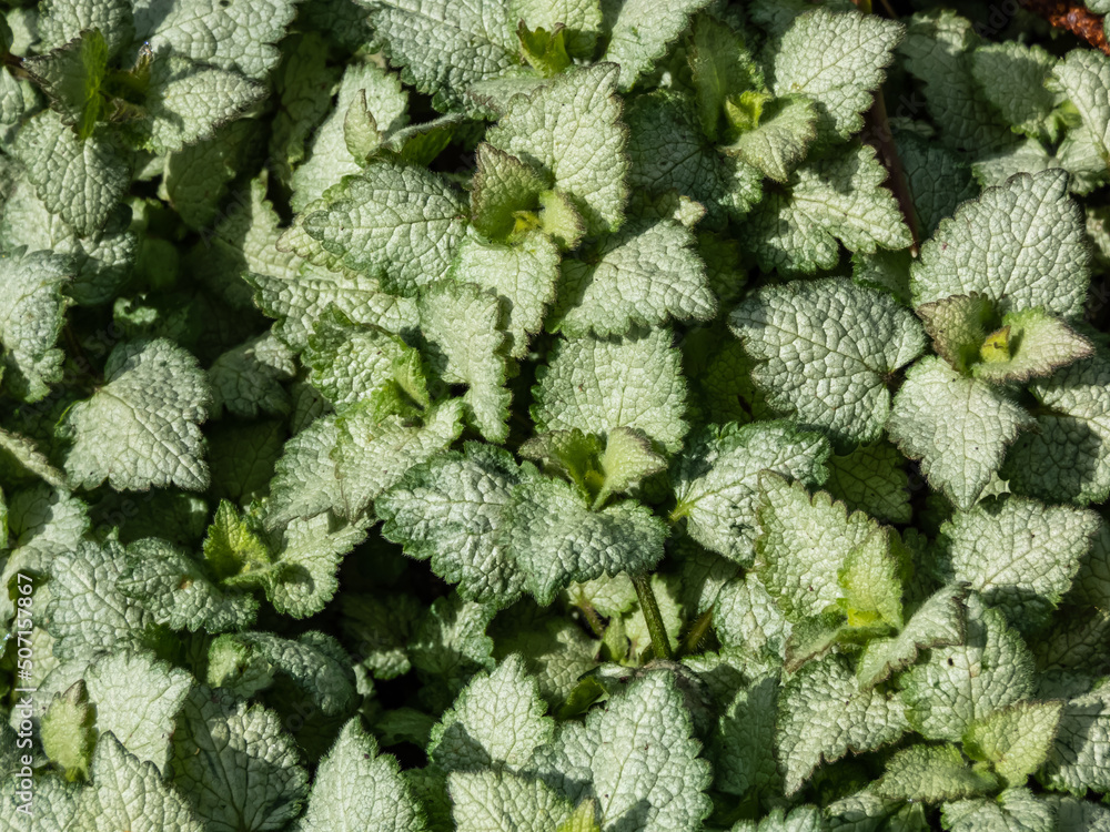 Spotted dead-nettle (Lamium maculatum) 'Red nancy'. Low-growing, carpet of heart-shaped, silvery green leaves adorned with thin green margins, complemented by rich purple-pink flowers Spotted dead-nettle (Lamium maculatum) 'Red nancy'. Low-growing, carpet of heart-shaped, silvery green leaves adorned with thin green margins, complemented by rich purple-pink flowers