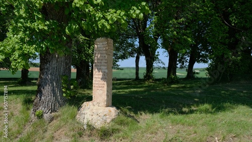 tree in the park