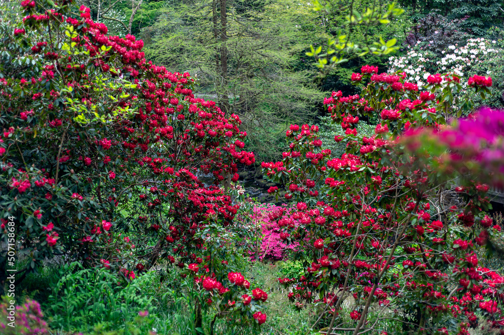 Beautiful Garden with blooming trees and bushes during spring time, Wales, UK, early spring flowering azalea shrubs