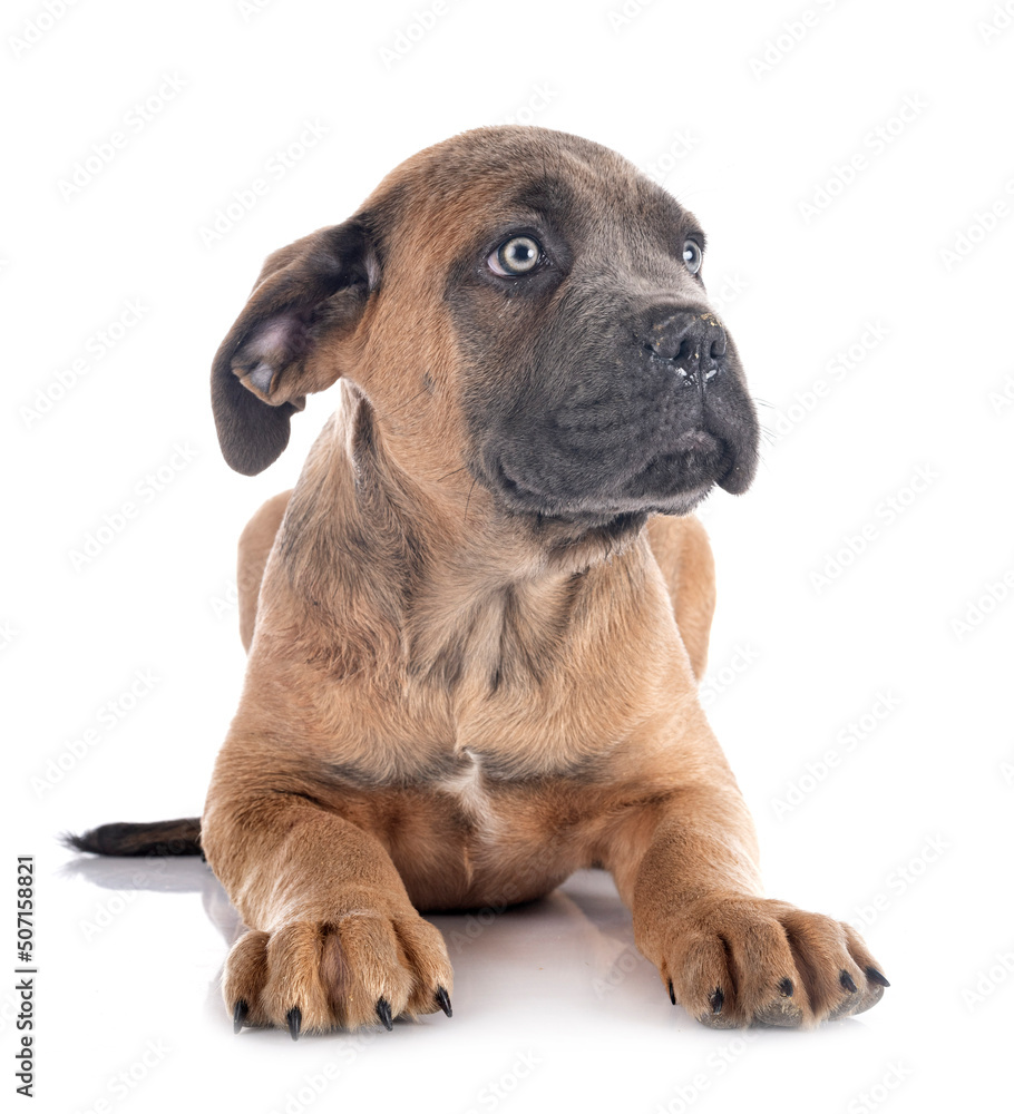 puppy cane corso