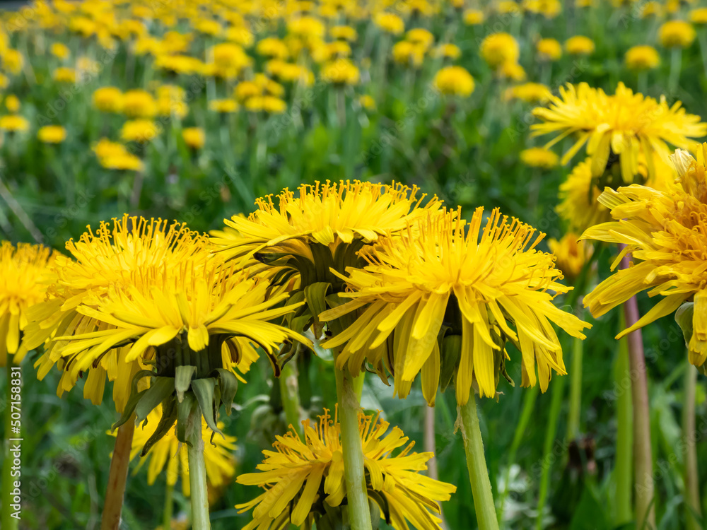 Macro shot of bright yellow dandelions (Lion's tooth) flowering in the big field of flowers with green grass and yellow dandelions with horizon and blue sky Macro shot of bright yellow dandelions (Lion's tooth) flowering in the big field of flowers with green grass and yellow dandelions with horizon and blue sky