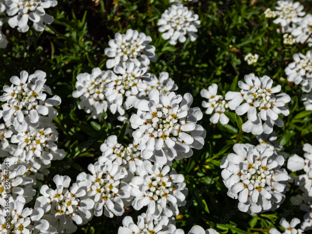 Macro of the low-growing, spreading sub-shrub candytuft Iberis sempervirens 'SnowFlake' flowering with small, pure white flowers in dense, flattened clusters in spring Macro of the low-growing, spreading sub-shrub candytuft Iberis sempervirens 'SnowFlake' flowering with small, pure white flowers in dense, flattened clusters in spring