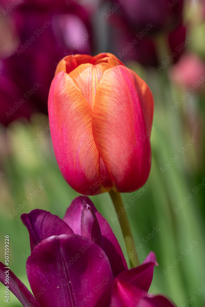 Fototapeta premium Close up of a pink garden tulip (tulipa gesneriana) in bloom