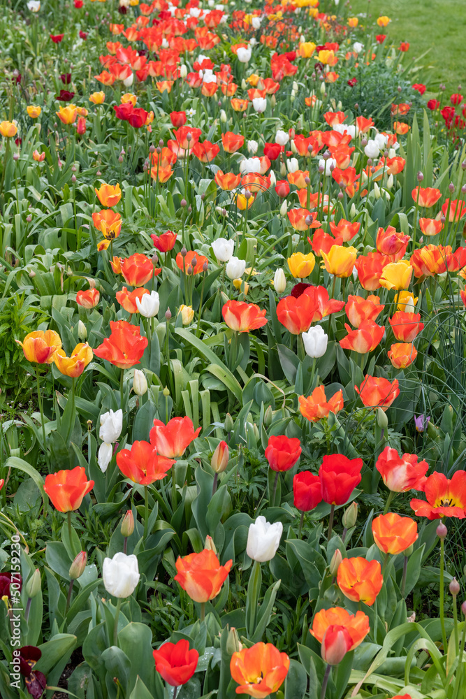 Garden tulips (tulipa gesneriana) in bloom