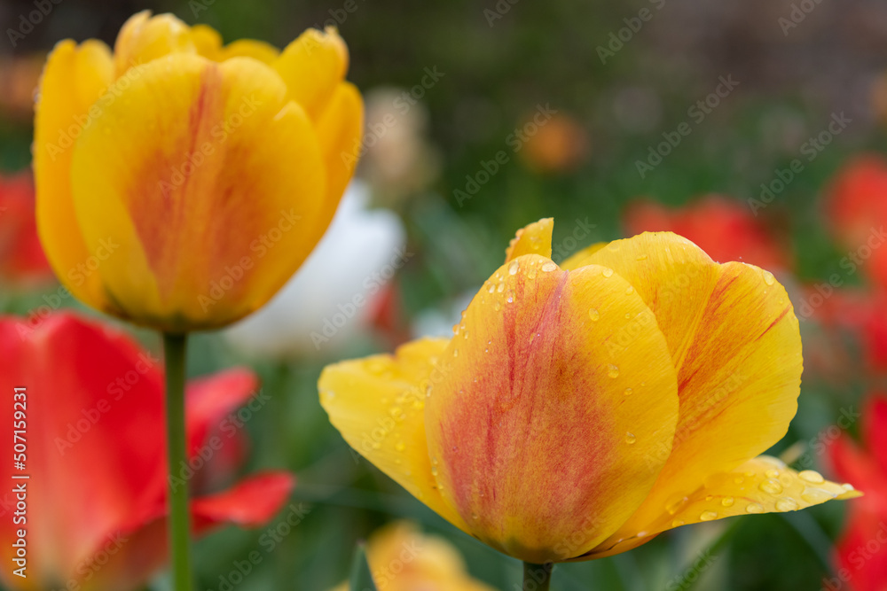 Yellow garden tulips (tulipa gesneriana) in bloom Yellow garden tulips (tulipa gesneriana) in bloom