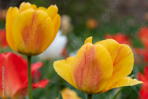 Yellow garden tulips  tulipa gesneriana  in bloom