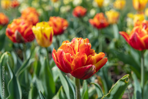 A flowerbed of garden tulips  tulipa gesneriana  in bloom
