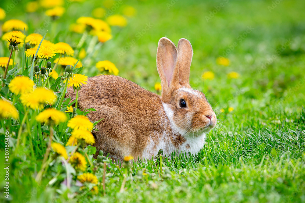 Fototapeta premium A red rabbit sits on the grass in yellow dandelions on a sunny summer day