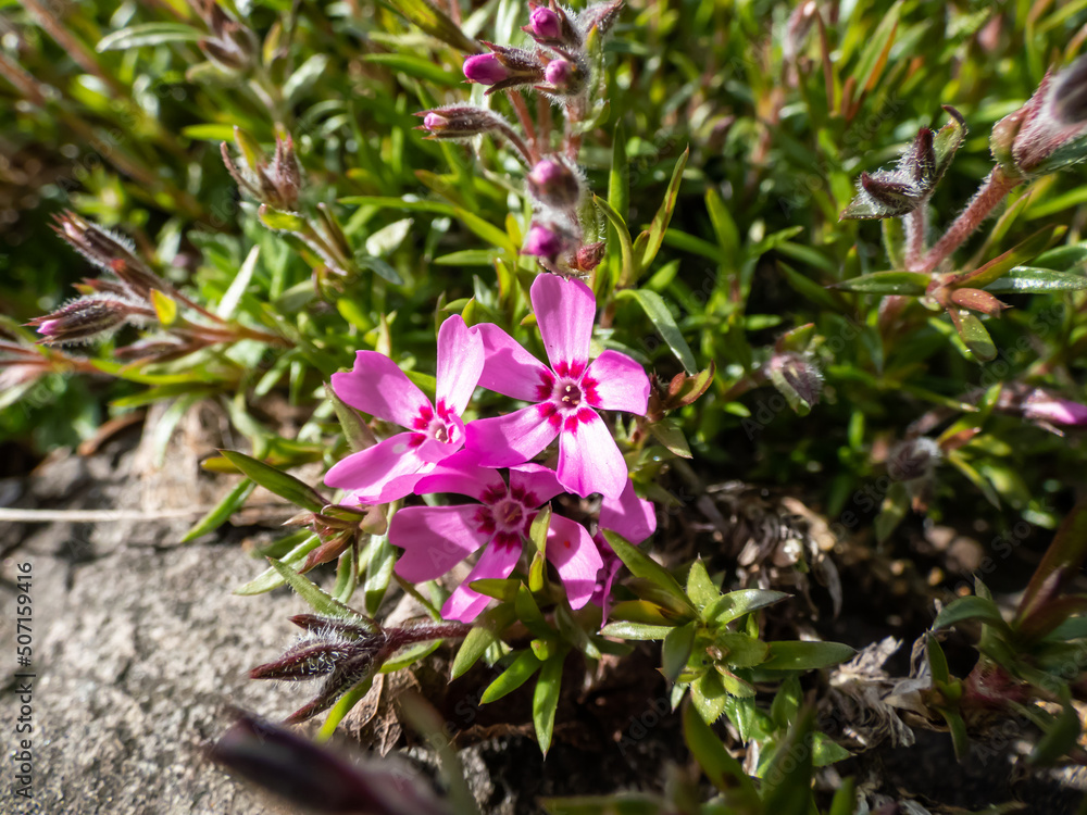 Close-up shot of pink creeping phlox (Phlox subulata x douglasii) 'Zwergenteppich' flowering with pink flowers with red eye in garden forming a dense mat in sunlight Close-up shot of pink creeping phlox (Phlox subulata x douglasii) 'Zwergenteppich' flowering with pink flowers with red eye in garden forming a dense mat in sunlight