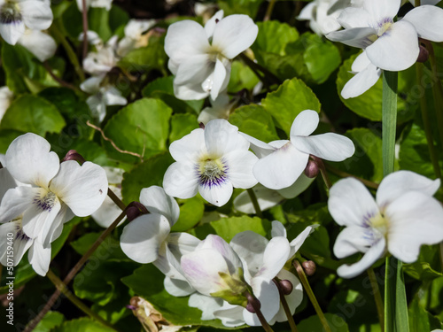 Macro shot of white form of flower of common blue violet or common meadow violet (viola sororia) among green leaves in sunlight in spring