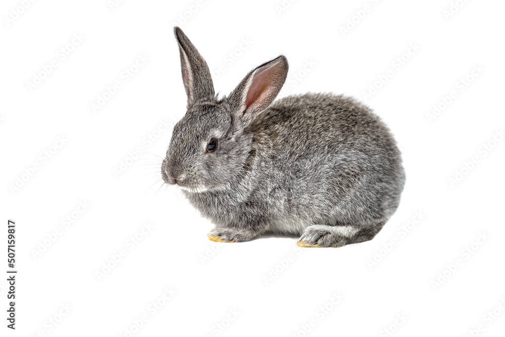 Fototapeta premium Small gray rabbit close-up, isolated on a white background