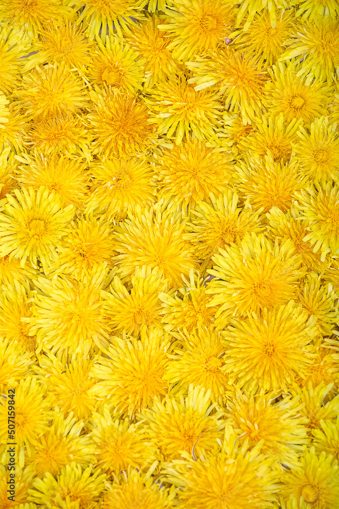 Background of yellow dandelion flowers Background of yellow dandelion flowers