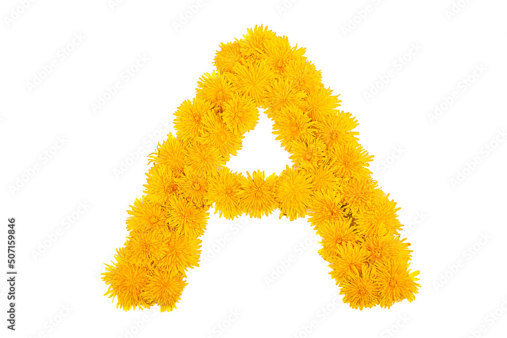 The English alphabet of dandelion flowers is isolated on a white background. Letter A The English alphabet of dandelion flowers is isolated on a white background. Letter A