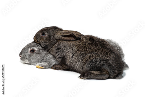 Two small rabbits are lying with their heads pressed against each other, close-up, isolated on a white background