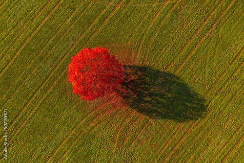 Herbstbaum von Oben photo