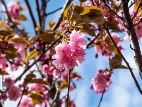 Beautiful, pink cherry blossoms of the Japan pink sakura flowers flowering on the branches and stems of a cherry tree under a blue sky. Delicate spring floral background