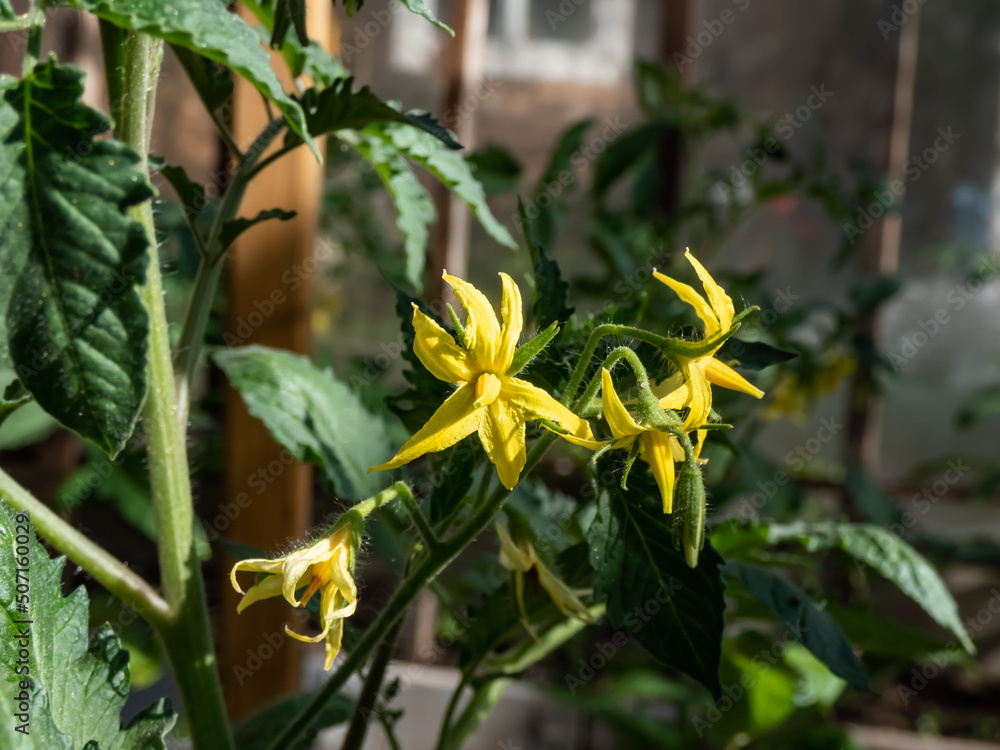 Fototapeta premium Yellow flowers in full bloom of tomato plant growing on tomato plant before beginning to bear fruit in greenhouse. Vegetable seedlings, germinating seedlings