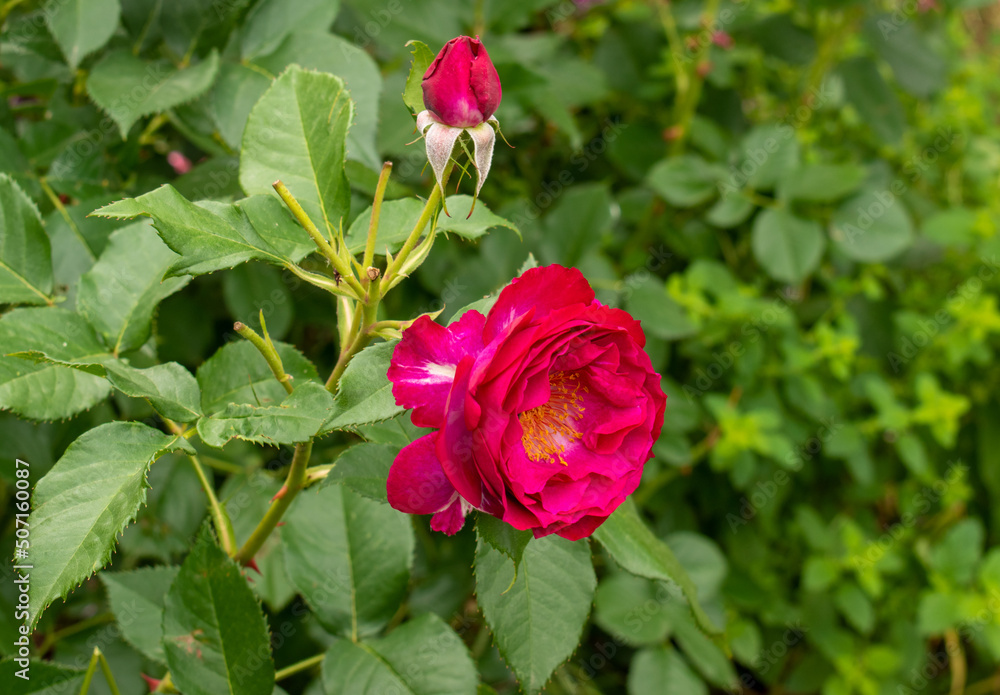 Rose Rose