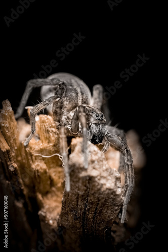 Foto wolf spider attacks on a black background, an earth spider, a beautiful arachnid