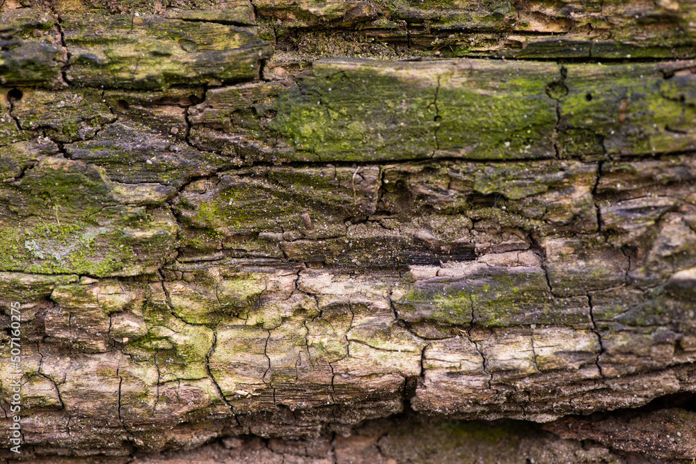 Tree bark close-up, with cracks and green moss Tree bark close-up, with cracks and green moss