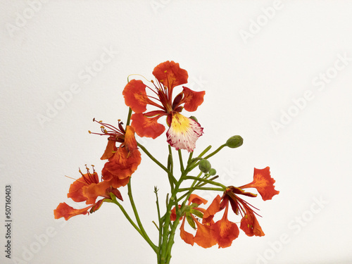 Poinciana regia or Delonix regia flowers isolated on white background. The most common names are: royal poinciana, flamboyant, acacia rubra, phoenix flower, flame of the forest, or flame tree photo