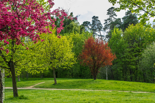 trees with beautiful spring flowers
