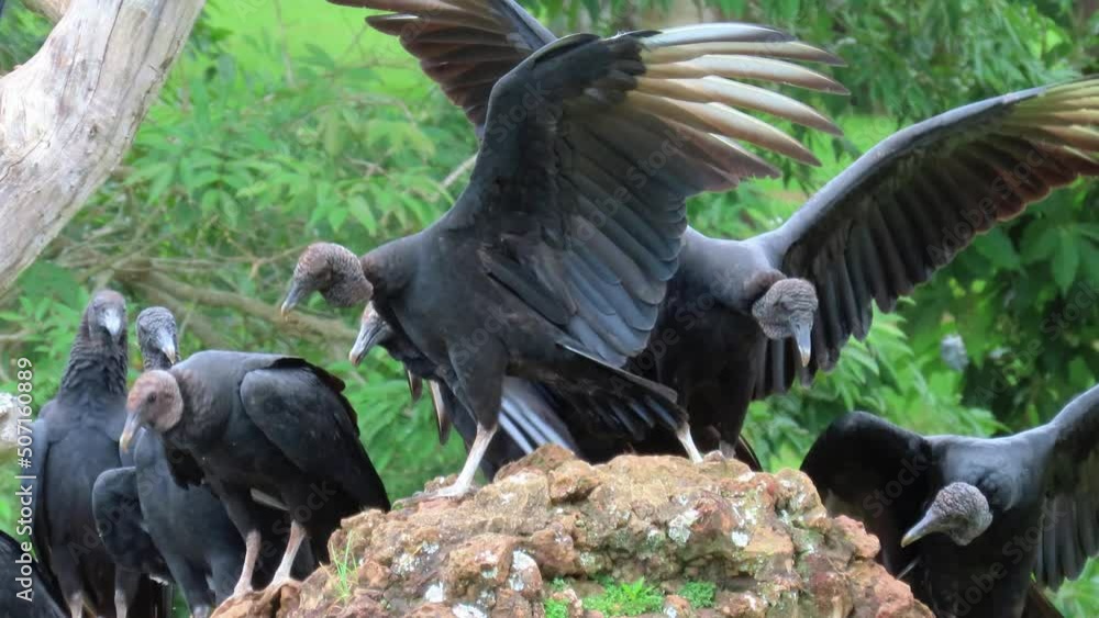 A flock of black vultures also known as carrion crows (Coragyps atratus