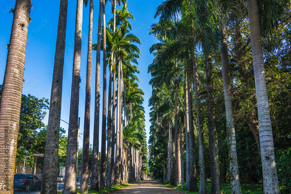 View of a beautiful pathway of palm trees at Rio de Janeiro Botanical Garden View of a beautiful pathway of palm trees at Rio de Janeiro Botanical Garden
