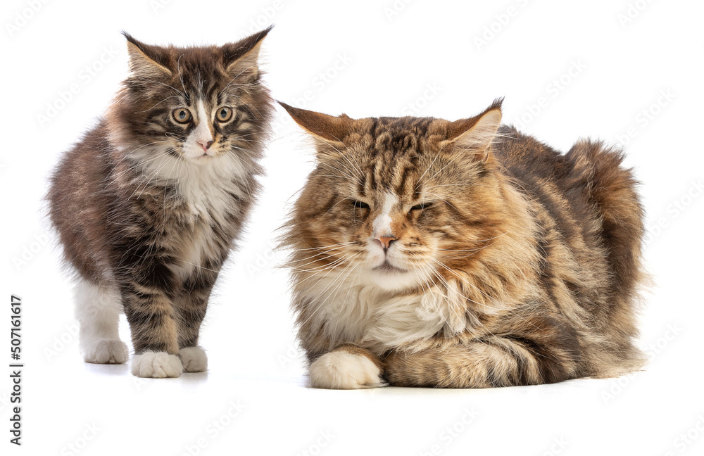 Cute kitten and her maine coon father
