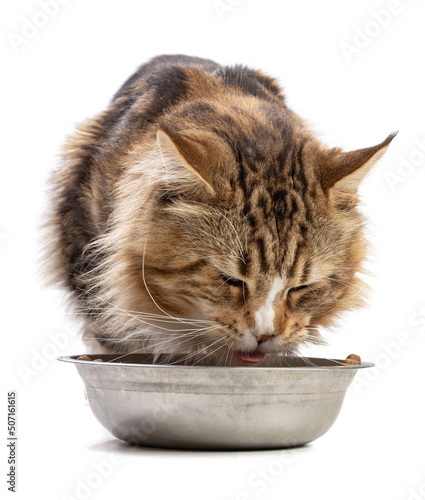 Cute maine coon cat eating