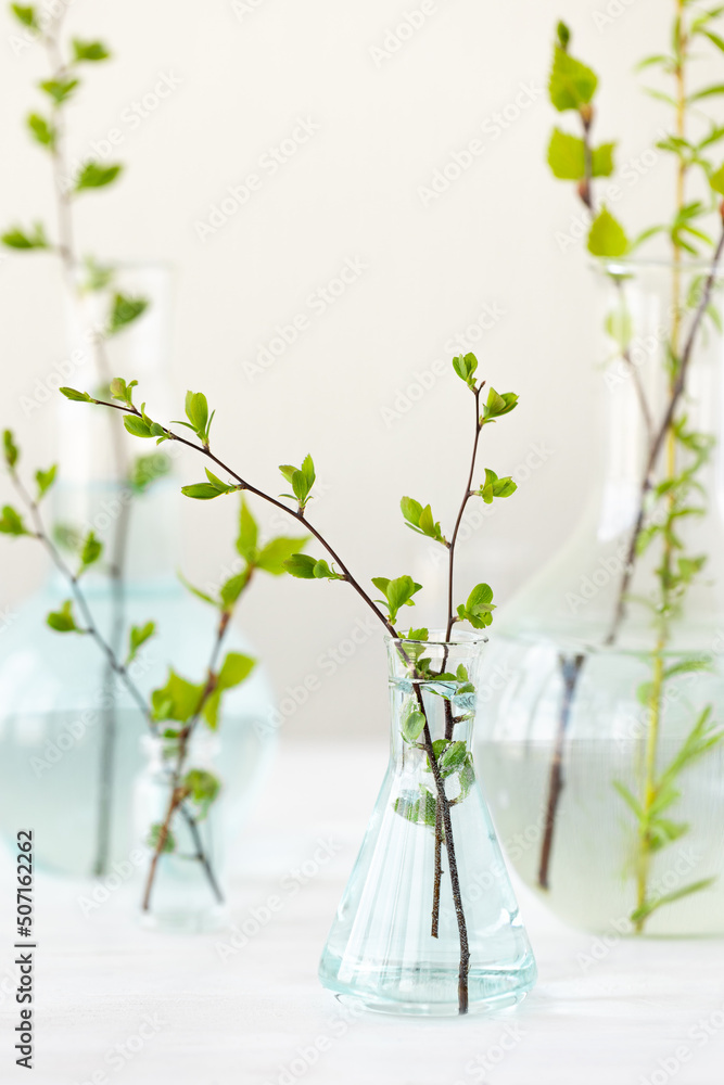 Obraz premium Concept of pure natural organic plant-based ingredients and water in cosmetology, herbal and flower extract. Research, test in laboratory. Anti-age and anti-acne therapy, skin care