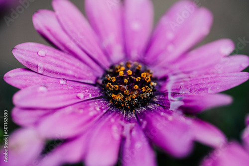 Blume im Fr  hlingsregen