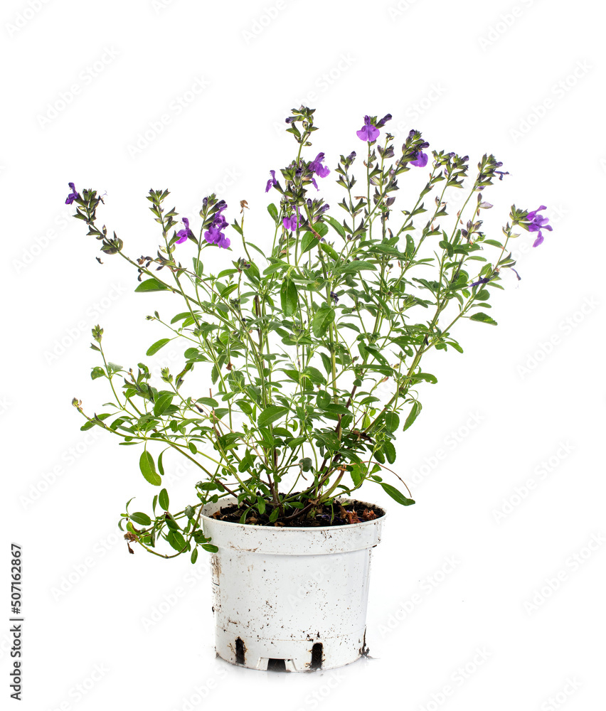 Salvia microphylla in studio Salvia microphylla in studio